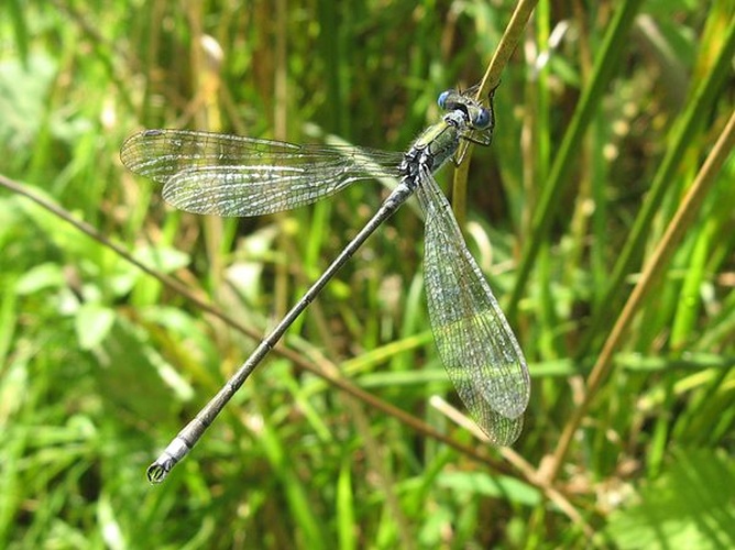 Lestes sponsa &copy; <a href="//commons.wikimedia.org/w/index.php?title=User:Rixonrixon&amp;action=edit&amp;redlink=1" class="new" title="User:Rixonrixon (page does not exist)">Rixonrixon</a>