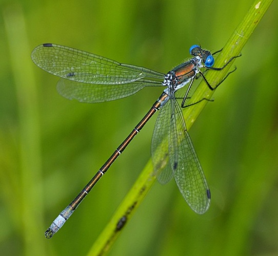 Lestes dryas &copy; <a href="//commons.wikimedia.org/wiki/User:Fice" title="User:Fice">Christian Fischer</a>