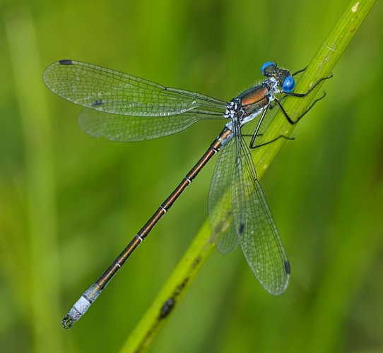 Lestes dryas © <a href="//commons.wikimedia.org/wiki/User:Fice" title="User:Fice">Christian Fischer</a>