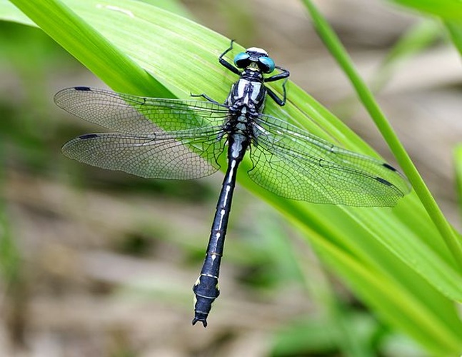 Gomphus vulgatissimus © <a href="//commons.wikimedia.org/wiki/User:Fice" title="User:Fice">Christian Fischer</a>