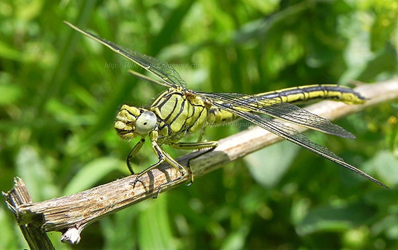 Gomphus pulchellus © <a href="//commons.wikimedia.org/w/index.php?title=User:Noushka31&amp;action=edit&amp;redlink=1" class="new" title="User:Noushka31 (page does not exist)">Noushka31</a>