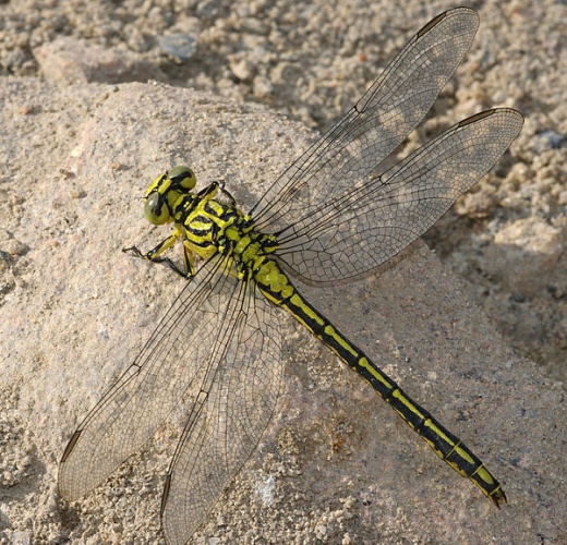 Gomphus flavipes © <a href="//commons.wikimedia.org/wiki/User:Fice" title="User:Fice">Christian Fischer</a>