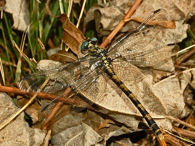 Onychogomphus uncatus © <a href="//commons.wikimedia.org/wiki/User:Hectonichus" title="User:Hectonichus">Hectonichus</a>]]