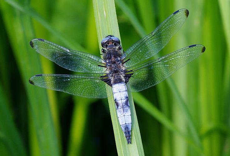 Scarce Chaser &copy; <a href="//commons.wikimedia.org/wiki/User:Fice" title="User:Fice">Christian Fischer</a>
