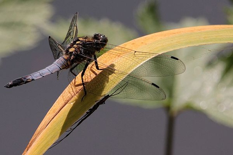 Black-tailed Skimmer &copy; <a href="//commons.wikimedia.org/wiki/User:Bojars" title="User:Bojars">Bojars</a>