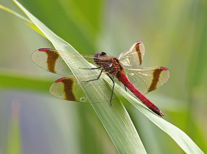 Banded Darter © <a href="//commons.wikimedia.org/wiki/User:Fice" title="User:Fice">Christian Fischer</a>