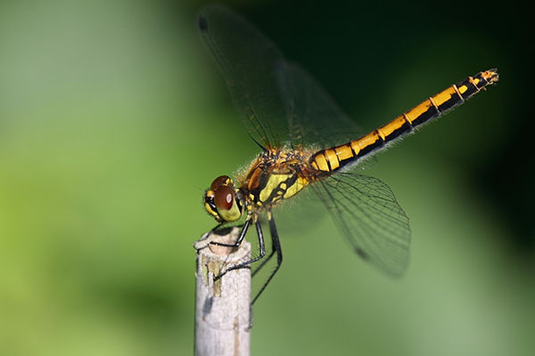 Black Darter © <a href="//commons.wikimedia.org/wiki/User:Loz" title="User:Loz">Loz</a> (L. B. Tettenborn)