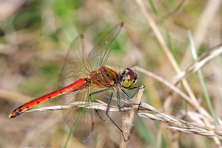 Sympetrum depressiusculum © <a href="//commons.wikimedia.org/wiki/User:Andreas_Thomas_Hein" title="User:Andreas Thomas Hein">Andreas Thomas Hein</a>