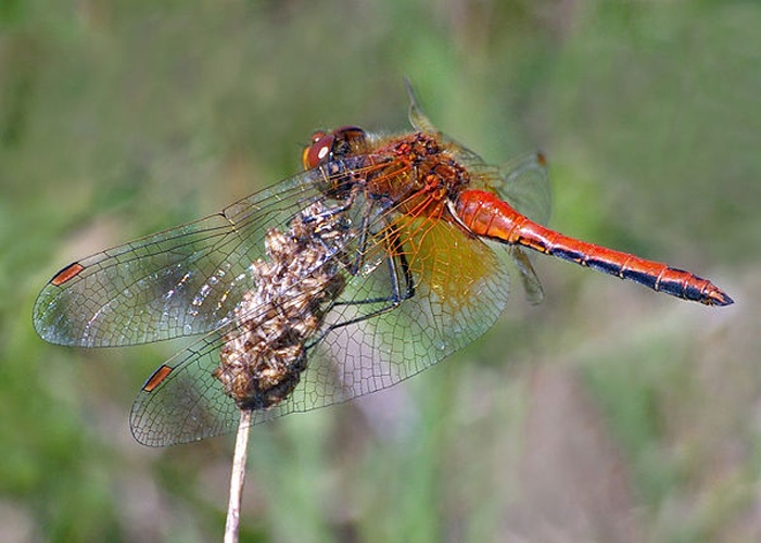 Yellow-winged darter © <a href="//commons.wikimedia.org/wiki/User:Fice" title="User:Fice">Christian Fischer</a>