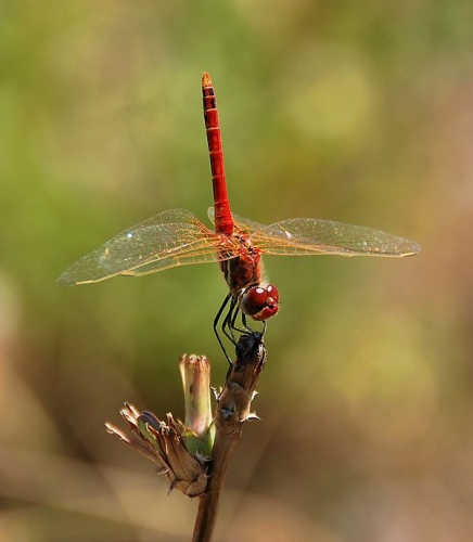 Red-veined darter &copy; <a href="//commons.wikimedia.org/wiki/User:Alvesgaspar" title="User:Alvesgaspar">Alvesgaspar</a>