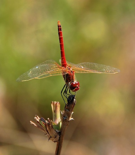 Red-veined darter © <a href="//commons.wikimedia.org/wiki/User:Alvesgaspar" title="User:Alvesgaspar">Alvesgaspar</a>