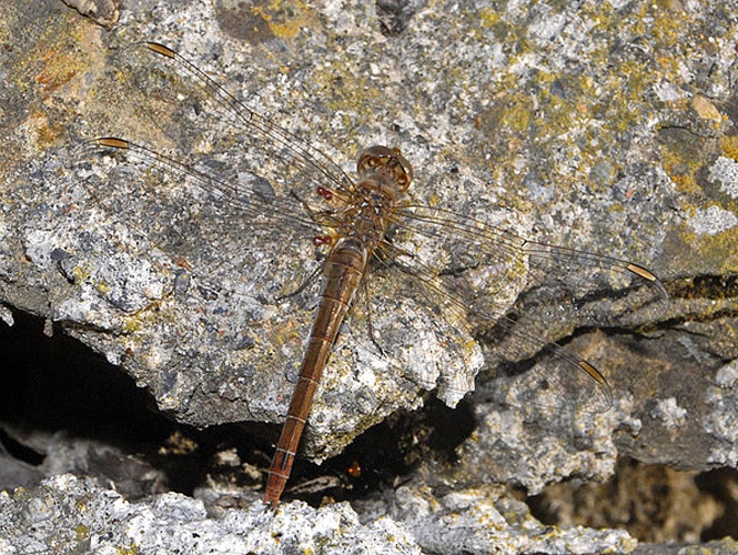 Sympetrum meridionale &copy; <a href="//commons.wikimedia.org/wiki/User:Hectonichus" title="User:Hectonichus">Hectonichus</a>