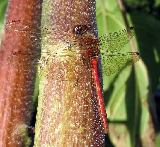 Common Darter © 