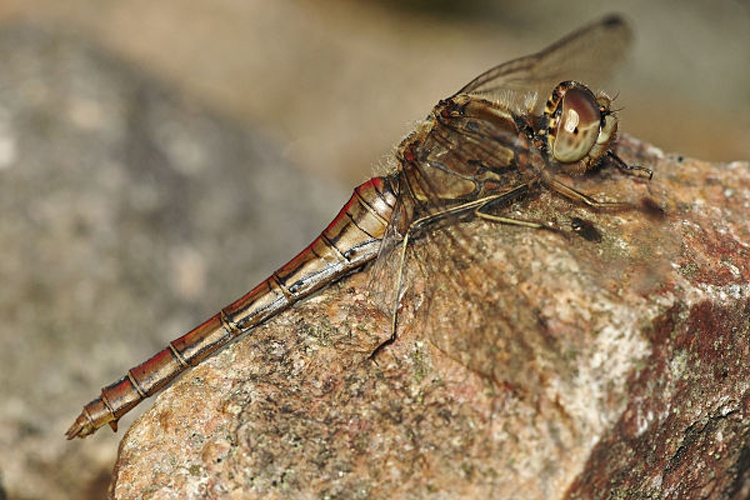 Vagrant Darter &copy; <a href="//commons.wikimedia.org/wiki/User:LC-de" title="User:LC-de">Jörg Hempel</a>