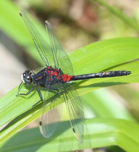 White-faced Darter &copy; <a href="//commons.wikimedia.org/wiki/User:Alpsdake" title="User:Alpsdake">Alpsdake</a>