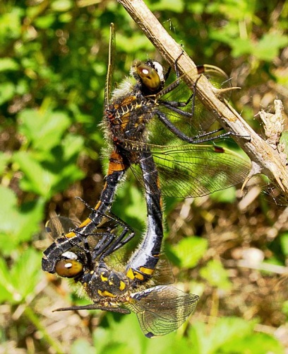 Leucorrhinia rubicunda &copy; <a href="//commons.wikimedia.org/wiki/User:XN" title="User:XN">Guido Gerding</a>