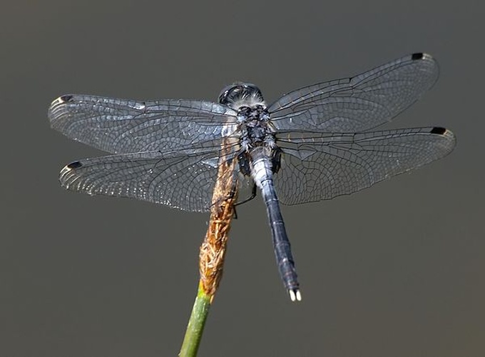 Leucorrhinia albifrons © <a href="//commons.wikimedia.org/wiki/User:Fice" title="User:Fice">Christian Fischer</a>