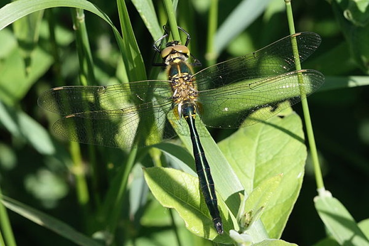 Brilliant Emerald © <a href="//commons.wikimedia.org/wiki/User:Loz" title="User:Loz">Loz</a> (L. B. Tettenborn)