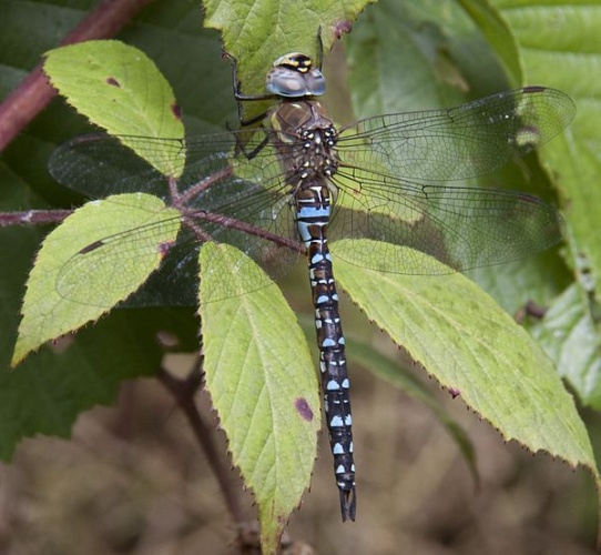 Common Hawker © <a rel="nofollow" class="external text" href="https://www.flickr.com/people/37804979@N00">Tony Hisgett</a> from Birmingham, UK