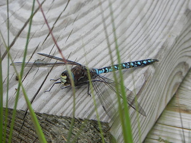 Azure Hawker &copy; <table style="width:100%; border:1px solid #aaa; background:#efd; text-align:center"><tbody><tr>
<td>
<a href="//commons.wikimedia.org/wiki/File:Lanius_pallidirostris.jpg" class="image"><img alt="Lanius pallidirostris.jpg" src="https://upload.wikimedia.org/wikipedia/commons/thumb/a/a2/Lanius_pallidirostris.jpg/55px-Lanius_pallidirostris.jpg" decoding="async" width="55" height="41" srcset="https://upload.wikimedia.org/wikipedia/commons/thumb/a/a2/Lanius_pallidirostris.jpg/83px-Lanius_pallidirostris.jpg 1.5x, https://upload.wikimedia.org/wikipedia/commons/thumb/a/a2/Lanius_pallidirostris.jpg/110px-Lanius_pallidirostris.jpg 2x" data-file-width="800" data-file-height="600"></a>
</td>
<td>This image is created by user <a rel="nofollow" class="external text" href="http://observado.org/user/photos/6461">Siemen Rienstra</a> at <a rel="nofollow" class="external text" href="http://observado.org/">observado.org</a>, a global biodiversity recording project.
</td>
</tr></tbody></table>