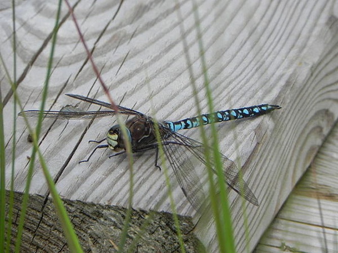Azure Hawker © <table style="width:100%; border:1px solid #aaa; background:#efd; text-align:center"><tbody><tr>
<td>
<a href="//commons.wikimedia.org/wiki/File:Lanius_pallidirostris.jpg" class="image"><img alt="Lanius pallidirostris.jpg" src="https://upload.wikimedia.org/wikipedia/commons/thumb/a/a2/Lanius_pallidirostris.jpg/55px-Lanius_pallidirostris.jpg" decoding="async" width="55" height="41" srcset="https://upload.wikimedia.org/wikipedia/commons/thumb/a/a2/Lanius_pallidirostris.jpg/83px-Lanius_pallidirostris.jpg 1.5x, https://upload.wikimedia.org/wikipedia/commons/thumb/a/a2/Lanius_pallidirostris.jpg/110px-Lanius_pallidirostris.jpg 2x" data-file-width="800" data-file-height="600"></a>
</td>
<td>This image is created by user <a rel="nofollow" class="external text" href="http://observado.org/user/photos/6461">Siemen Rienstra</a> at <a rel="nofollow" class="external text" href="http://observado.org/">observado.org</a>, a global biodiversity recording project.
</td>
</tr></tbody></table>