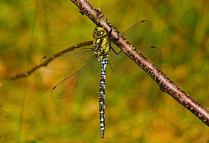 Southern Hawker © <a href="//commons.wikimedia.org/wiki/User:Hockei" title="User:Hockei">Andreas Eichler</a>