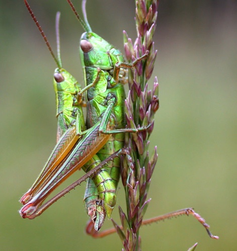 Small gold grasshopper © <a href="//commons.wikimedia.org/wiki/User:PaulT" title="User:PaulT">PaulT</a>