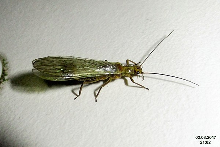 Isoperla oxylepis &copy; <a rel="nofollow" class="external text" href="https://www.flickr.com/people/14583963@N00">David Short</a> from Windsor, UK