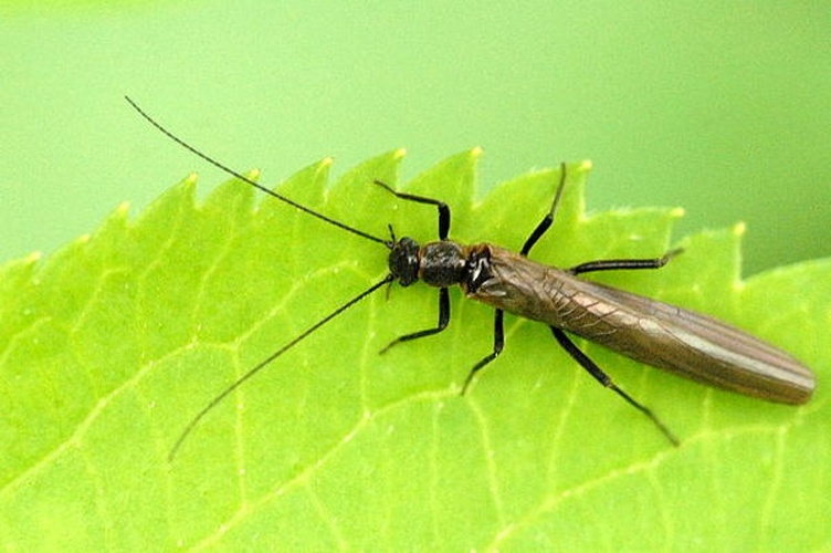 Leuctra inermis © James K. Lindsey