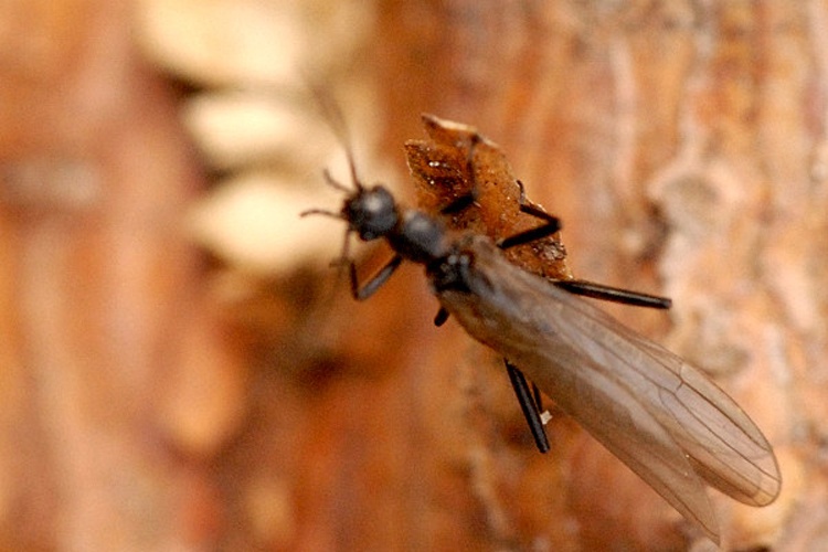 Leuctra nigra &copy; James K. Lindsey