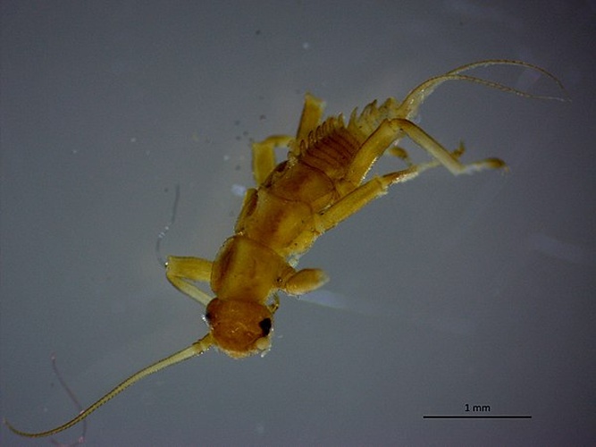 Taeniopteryx hubaulti &copy; <a href="//commons.wikimedia.org/wiki/User:Wlodzimierz" title="User:Wlodzimierz">Wlodzimierz</a>