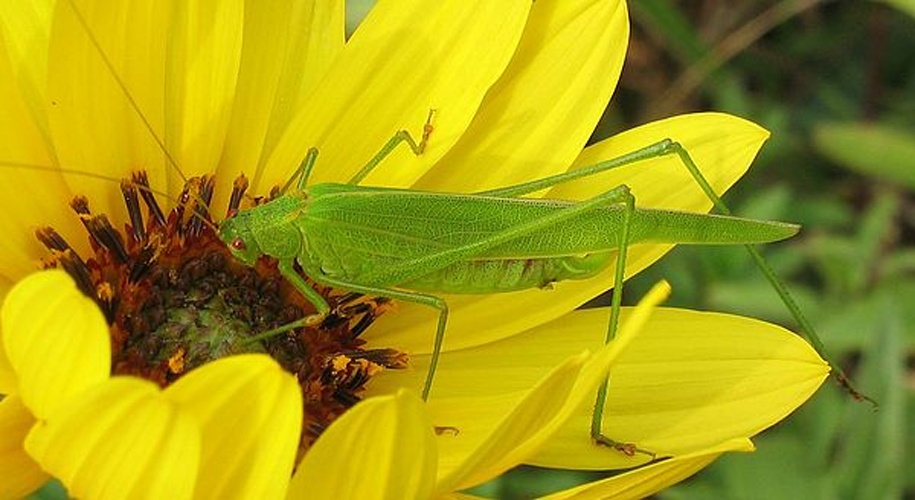 Sickle-bearing bush-cricket © <a href="//commons.wikimedia.org/w/index.php?title=User:Wofl&amp;action=edit&amp;redlink=1" class="new" title="User:Wofl (page does not exist)">Wofl</a>