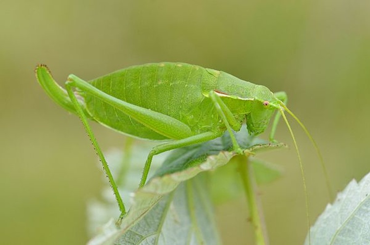 Isophya pyrenaea © <div class="fn value">
<a rel="nofollow" class="external text" href="https://www.flickr.com/people/9082612@N05">Gilles San Martin</a> from Namur, Belgium</div>