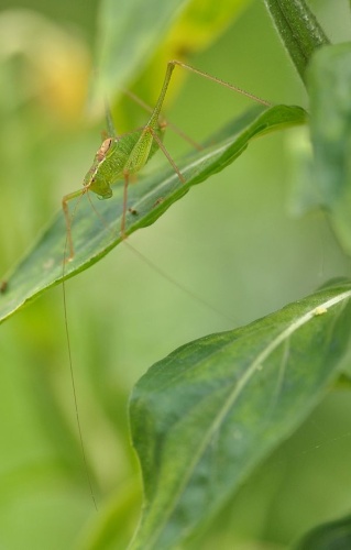Speckled bush-cricket © <a href="//commons.wikimedia.org/wiki/User:LivingShadow" title="User:LivingShadow">Simon A. Eugster</a>