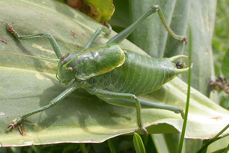 Polysarcus denticauda &copy; <a rel="nofollow" class="external text" href="https://www.flickr.com/people/9082612@N05">Gilles San Martin</a> from Namur, Belgium