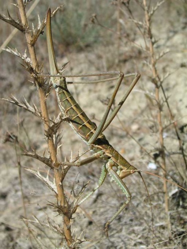 Saga pedo &copy; Christophe Bernier