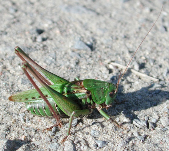 Decticus verrucivorus © G.-U. Tolkiehn