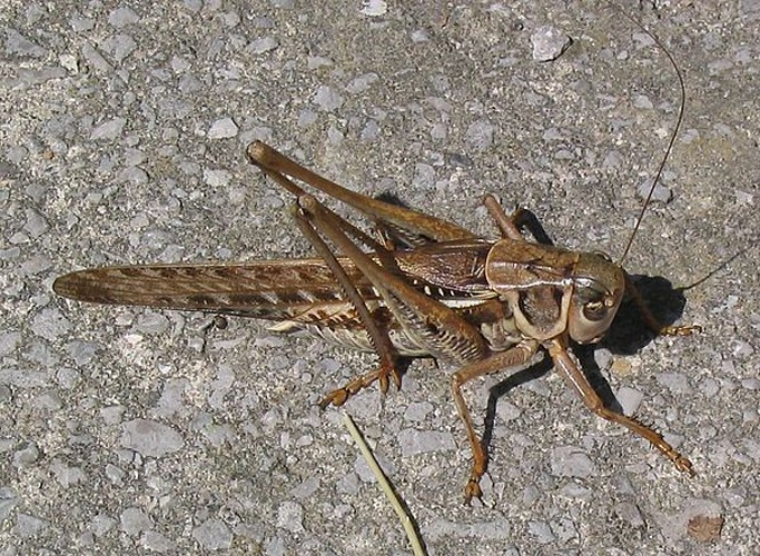 Decticus albifrons &copy; 