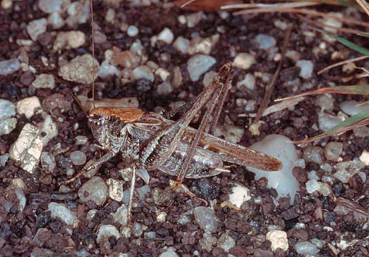 Platycleis albopunctata &copy; 