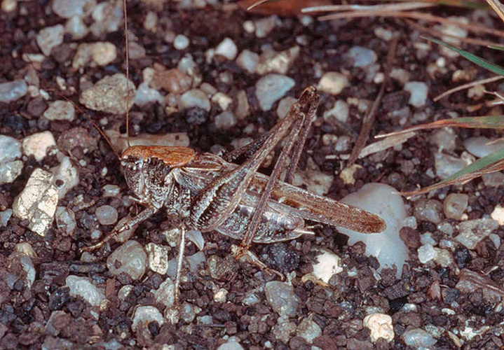 Platycleis albopunctata © 