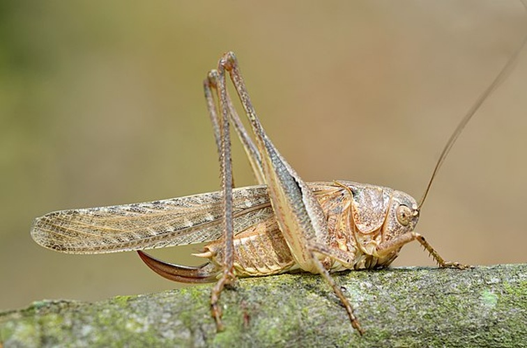 Platycleis intermedia © <a rel="nofollow" class="external text" href="https://www.flickr.com/people/9082612@N05">Gilles San Martin</a> from Namur, Belgium