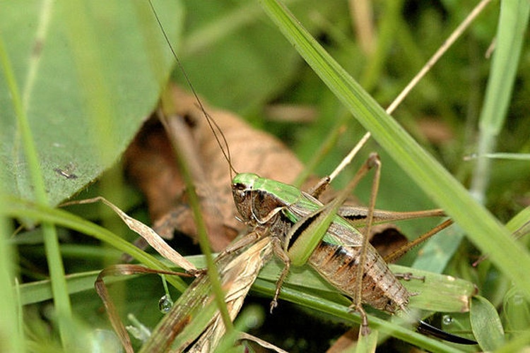 Metrioptera brachyptera &copy; James K. Lindsey