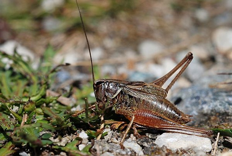 Metrioptera saussuriana &copy; Gilles San Martin