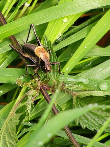 Pholidoptera aptera © <a href="//commons.wikimedia.org/wiki/User:Daniel_Bar%C3%A1nek" title="User:Daniel Baránek">Daniel Baránek</a>