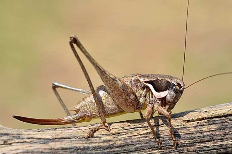 Pholidoptera femorata © <a rel="nofollow" class="external text" href="https://www.flickr.com/people/9082612@N05">Gilles San Martin</a> from Namur, Belgium