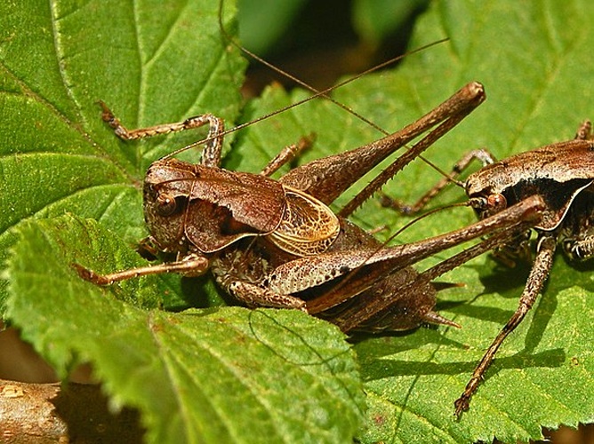 Dark bush-cricket &copy; <a href="//commons.wikimedia.org/wiki/User:Hectonichus" title="User:Hectonichus">Hectonichus</a>