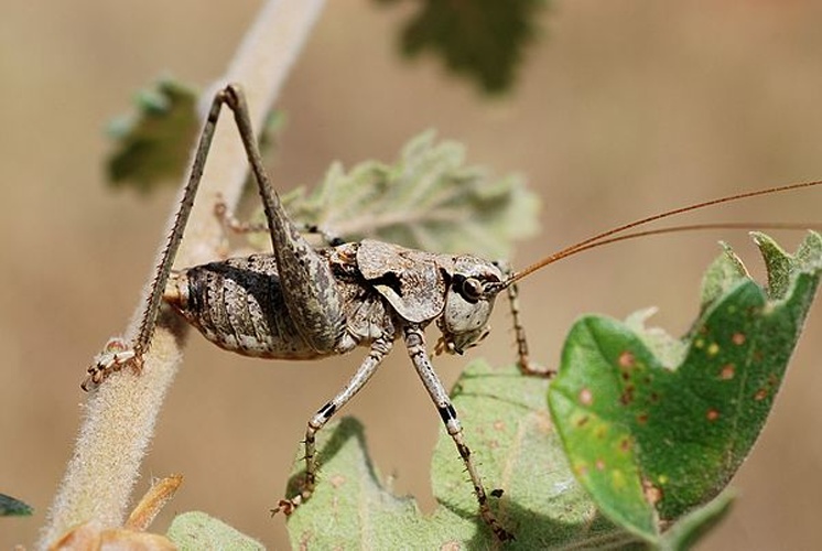 Antaxius pedestris © <a rel="nofollow" class="external text" href="https://www.flickr.com/people/9082612@N05">Gilles San Martin</a> from Namur, Belgium