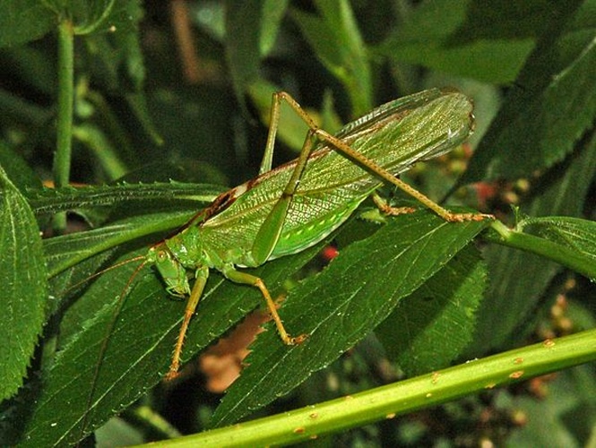 Tettigonia viridissima &copy; <a href="//commons.wikimedia.org/wiki/User:Hectonichus" title="User:Hectonichus">Hectonichus</a>