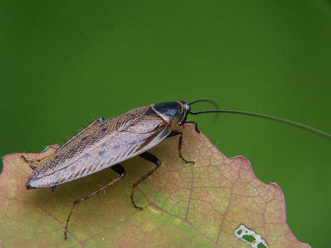 Ectobius lapponicus © Adam Opioła