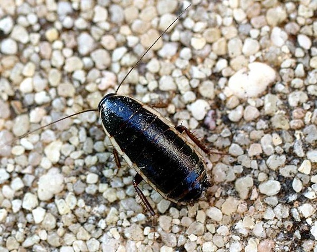 Loboptera decipiens &copy; 